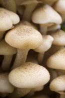 HONEY FUNGUS
